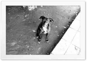 Black Dog 4K UHD Wallpaper for Widescreen and UltraWide Desktop, UltraHD TV, Smartphone, Tablet