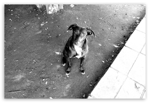 Black Dog UltraHD Wallpaper for Fullscreen 3:2 ;