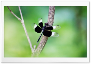 Black Dragonfly Ultra HD Wallpaper for 4K UHD Widescreen desktop, tablet & smartphone