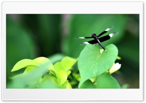 Black Dragonfly Ultra HD Wallpaper for 4K UHD Widescreen desktop, tablet & smartphone