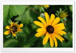 Black Eyed Flowers Ultra HD Wallpaper for 4K UHD Widescreen desktop, tablet & smartphone