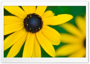 Black Eyed Susan Ultra HD Wallpaper for 4K UHD Widescreen desktop, tablet & smartphone