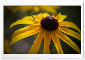 Black Eyed Susan Flower Ultra HD Wallpaper for 4K UHD Widescreen desktop, tablet & smartphone
