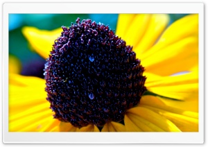 Black-eyed Susan Flower Macro Ultra HD Wallpaper for 4K UHD Widescreen Desktop, Lockscreen, Screensaver, TV, Tablet, Smartphone