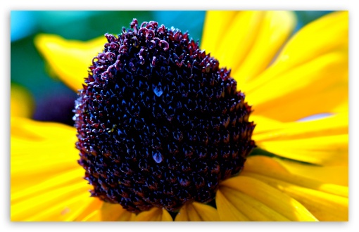 Black-eyed Susan Flower Macro UltraHD Wallpaper for HD 16:9 ; Widescreen 16:10 5:3 ;