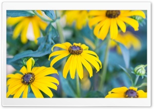 Black Eyed Susans Flowers Ultra HD Wallpaper for 4K UHD Widescreen desktop, tablet & smartphone