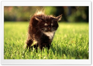 Black Fluffy Kitty Ultra HD Wallpaper for 4K UHD Widescreen desktop, tablet & smartphone