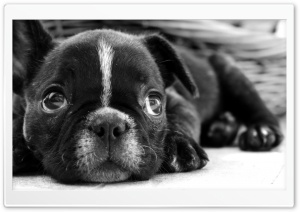 Black French Bulldog Puppy Ultra HD Wallpaper for 4K UHD Widescreen desktop, tablet & smartphone
