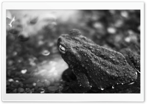 Black Frog Ultra HD Wallpaper for 4K UHD Widescreen desktop, tablet & smartphone