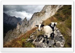 Black Goat Ultra HD Wallpaper for 4K UHD Widescreen desktop, tablet & smartphone