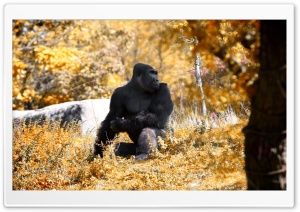 Black Gorilla Autumn Ultra HD Wallpaper for 4K UHD Widescreen desktop, tablet & smartphone