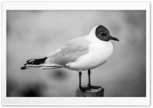 Black-headed Gull Bird Black and White, Nature Photography Ultra HD Wallpaper for 4K UHD Widescreen desktop, tablet & smartphone