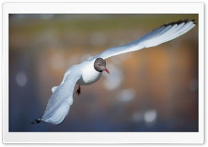 Black-headed Gull Flyin, Nature Photography Ultra HD Wallpaper for 4K UHD Widescreen desktop, tablet & smartphone