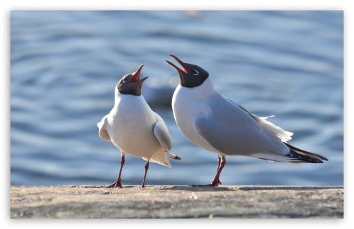 Black Headed Gulls UltraHD Wallpaper for UHD 16:9 ; HD 16:9 ; Widescreen 16:10 5:3 ; Fullscreen 4:3 5:4 3:2 ;