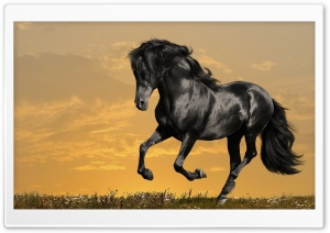 Black Horse Running Ultra HD Wallpaper for 4K UHD Widescreen desktop, tablet & smartphone