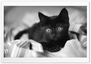 Black Kitten Ultra HD Wallpaper for 4K UHD Widescreen desktop, tablet & smartphone
