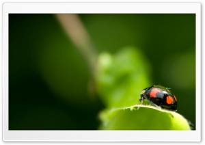 Black Ladybug Macro Ultra HD Wallpaper for 4K UHD Widescreen desktop, tablet & smartphone