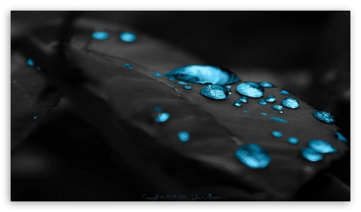 Black Leaf VX9.0 UltraHD Wallpaper for UHD 16:9 ; HD 16:9 ;