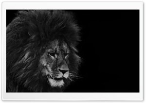 Black Lion Ultra HD Wallpaper for 4K UHD Widescreen desktop, tablet & smartphone