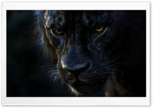 Black Lion, Melanistic Lion, Aesthetic, Dark, Close up, Beast, Animal, Lion 4K UHD Wallpaper for Widescreen and UltraWide Desktop, UltraHD TV, Smartphone, Tablet