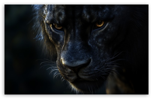 Black Lion, Melanistic Lion, Aesthetic, Dark, Close up, Beast, Animal, Lion UltraHD Wallpaper for UHD 16:9 ; HD 16:9 ; UltraWide 21:9 24:10 ; Widescreen 16:10 5:3 ; Fullscreen 4:3 5:4 3:2 ; Tablet 1:1 ; Mobile 9:16 10:16 2:3 3:5 3:4 ;