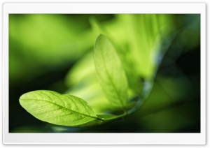 Black Locust Green Leaves Macro 4K UHD Wallpaper for Widescreen and UltraWide Desktop, UltraHD TV, Smartphone, Tablet