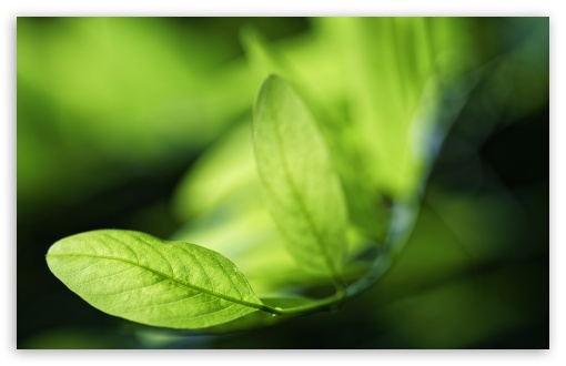 Black Locust Green Leaves Macro UltraHD Wallpaper for UHD 16:9 ; HD 16:9 ; UltraWide 21:9 24:10 32:9 32:10 ; Widescreen 16:10 ; Tablet 1:1 ; Dual 16:10 16:9 ;