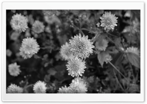 Black n White Flowers Ultra HD Wallpaper for 4K UHD Widescreen desktop, tablet & smartphone