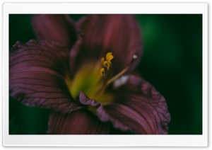 Black Pearl Asiatic Lily Ultra HD Wallpaper for 4K UHD Widescreen desktop, tablet & smartphone
