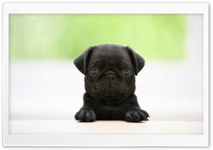 Black Pug Puppy Ultra HD Wallpaper for 4K UHD Widescreen desktop, tablet & smartphone