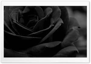 Black Rose Ultra HD Wallpaper for 4K UHD Widescreen desktop, tablet & smartphone