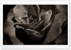 Black Rose Macro Ultra HD Wallpaper for 4K UHD Widescreen desktop, tablet & smartphone