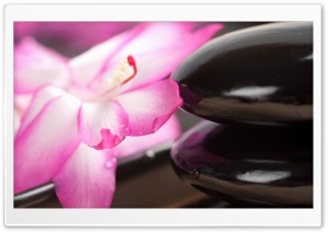 Black Stones And Flower Ultra HD Wallpaper for 4K UHD Widescreen desktop, tablet & smartphone