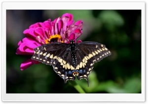 Black Swallowtail On A Zinnia Flower Ultra HD Wallpaper for 4K UHD Widescreen desktop, tablet & smartphone