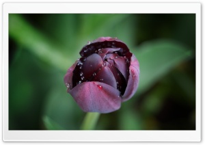 Black Tulip Ultra HD Wallpaper for 4K UHD Widescreen desktop, tablet & smartphone