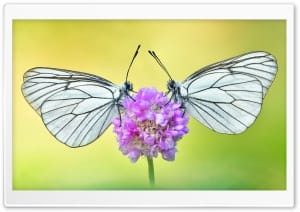 Black-veined White Butterflies on Flower Macro 4K UHD Wallpaper for Widescreen and UltraWide Desktop, UltraHD TV, Smartphone, Tablet