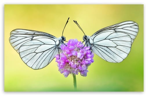 Black-veined White Butterflies on Flower Macro UltraHD Wallpaper for UHD 16:9 ; HD 16:9 ; UltraWide 21:9 24:10 ; Widescreen 16:10 ; Fullscreen 3:2 ;