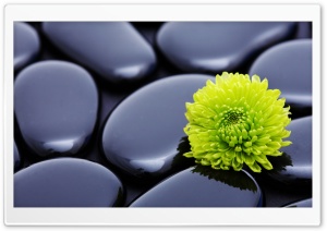 Black Zen Stones And A Yellow Mum Ultra HD Wallpaper for 4K UHD Widescreen desktop, tablet & smartphone