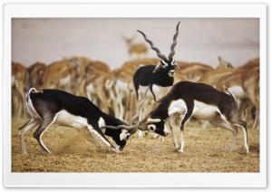Blackbuck Antelopes Ultra HD Wallpaper for 4K UHD Widescreen desktop, tablet & smartphone