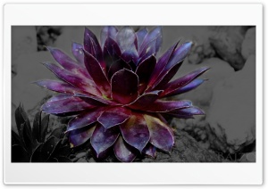 BlackColor 4K UHD Wallpaper for Widescreen and UltraWide Desktop, UltraHD TV, Smartphone, Tablet