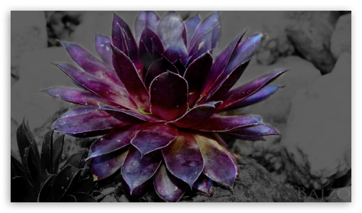 BlackColor UltraHD Wallpaper for HD 16:9 ;