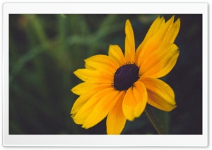 Blackeyed Susan Flower Ultra HD Wallpaper for 4K UHD Widescreen desktop, tablet & smartphone