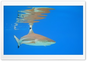 Blacktip Reef Shark, Underwater, Moorea, French Polynesia, Pacific Ocean 4K UHD Wallpaper for Widescreen and UltraWide Desktop, UltraHD TV, Smartphone, Tablet