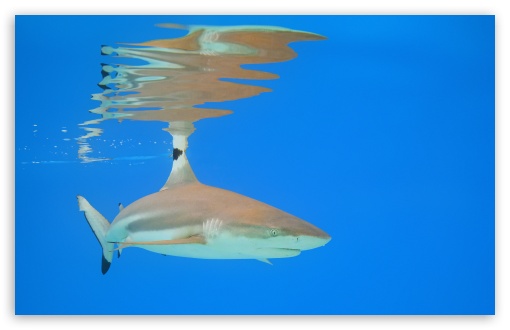 Blacktip Reef Shark, Underwater, Moorea, French Polynesia, Pacific Ocean UltraHD Wallpaper for UHD 16:9 ; HD 16:9 ; UltraWide 21:9 24:10 ; Widescreen 16:10 5:3 ; Fullscreen 4:3 5:4 3:2 ; Tablet 1:1 ;