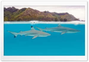 Blacktip Reef Sharks, Underwater, Moorea, French Polynesia, Pacific Ocean 4K UHD Wallpaper for Widescreen and UltraWide Desktop, UltraHD TV, Smartphone, Tablet