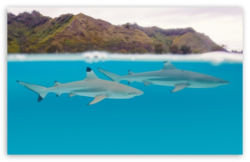 Blacktip Reef Sharks, Underwater, Moorea, French Polynesia, Pacific Ocean UltraHD Wallpaper for UHD 16:9 ; HD 16:9 ; UltraWide 21:9 24:10 32:9 32:10 ; Widescreen 16:10 5:3 ; Fullscreen 4:3 5:4 3:2 ; Tablet 1:1 ; Dual 16:10 5:3 16:9 4:3 5:4 3:2 ;