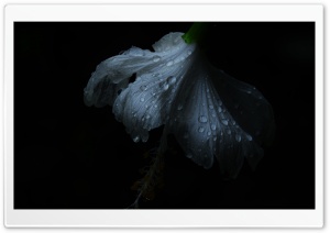 BlackWhite Flower Ultra HD Wallpaper for 4K UHD Widescreen desktop, tablet & smartphone