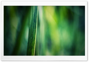 Blade Of Grass Macro Ultra HD Wallpaper for 4K UHD Widescreen desktop, tablet & smartphone