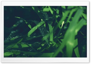 Blades Of Grass Ultra HD Wallpaper for 4K UHD Widescreen desktop, tablet & smartphone