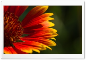 Blanket Flower Ultra HD Wallpaper for 4K UHD Widescreen desktop, tablet & smartphone
